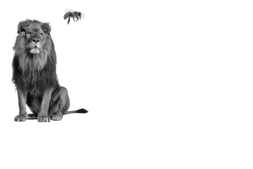 Lion and Bee Productions